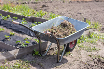 Gray metal garden wheelbarrow with two handles and one wheel. The wheelbarrow is in the garden or...