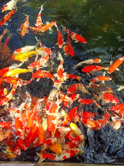 Fototapeta na wymiar fish in the pond
