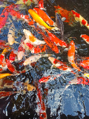 Obraz na płótnie Canvas Koi fish in the water