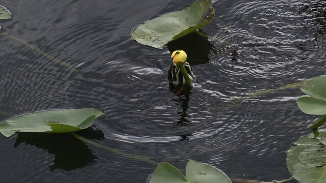 Florida red-bellied cooter or Florida redbelly turtle (Pseudemys nelsoni) trying to eat from a yellow pond-lily (Nuphar variegata) bud , Everglades, Florida.