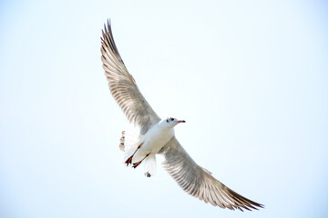 seagull in flight
