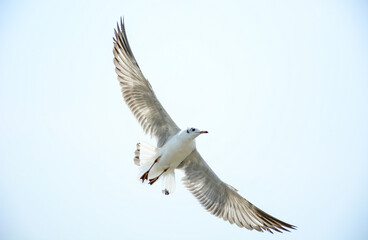 seagull in flight