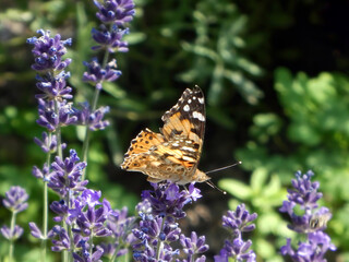 Fototapeta na wymiar Butterfly standing on the flower in the meadow