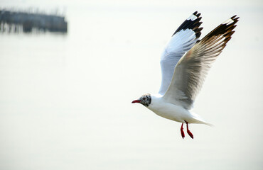 seagull in flight