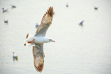 seagull in flight