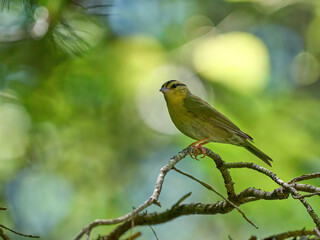 Worm-eating warbler little bird on a branch 