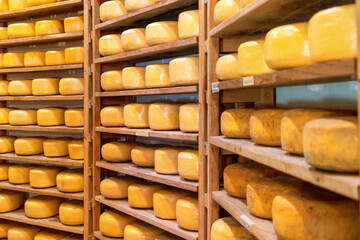 processed round cheese blocks curing on wooden shalving