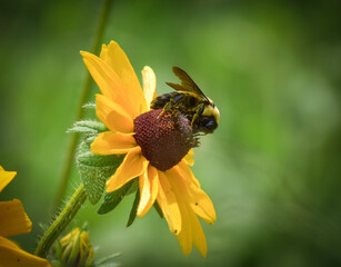 bee on yellow flower