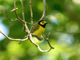 Hooded warbler yellow bird on a branch
