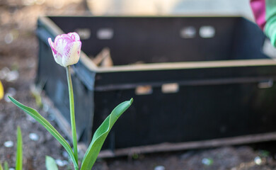 Spring or autumn planting of tulip bulbs in the ground in a flower garden. The concept of gardening...