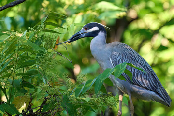 Yellow-crowned Night-Heron