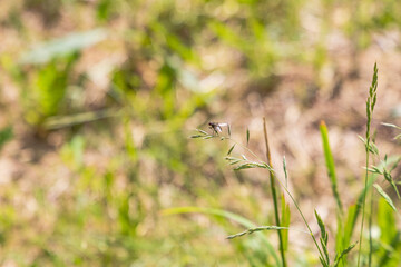 A fly sits on a blade of grass on a sunny day