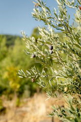 olive tree branches from the garden