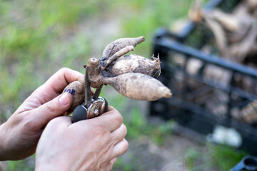 The gardener sorts out dahlia tubers. Plant root care. Dahlia tubers on the ground before planting. Planting a sprouted dahlia tuber with shoots in a spring flower garden.