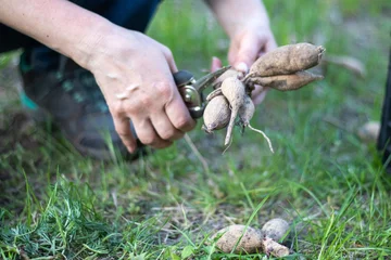 Deurstickers The gardener sorts out dahlia tubers. Plant root care. Dahlia tubers on the ground before planting. Planting a sprouted dahlia tuber with shoots in a spring flower garden. © Yevhen Roshchyn