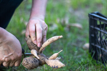 The gardener sorts out dahlia tubers. Plant root care. Dahlia tubers on the ground before planting....