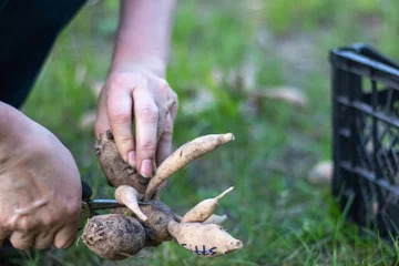 Poster The gardener sorts out dahlia tubers. Plant root care. Dahlia tubers on the ground before planting. Planting a sprouted dahlia tuber with shoots in a spring flower garden. © Yevhen Roshchyn