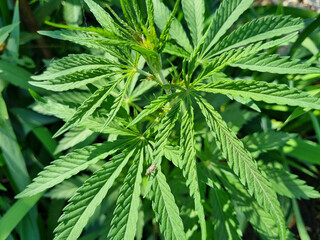 hemp sprout. illegal cultivation of cannabis. narcotic plant.