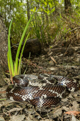 Eastern Kingsnake - Lampropeltis getula