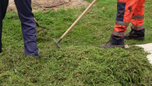 employee of the city municipal service removes grass mown from lawns