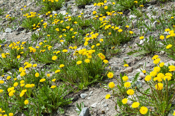 Yellow dandelions blooming on a sunny dry slope covered with sand and gravel.