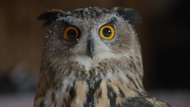 Great horned owl with grey brown feathers, black ears and yellow eyes color looking fixedly, staring at camera, snow falling in winter, man shoulder and red car in blurry background, slow zoom in.