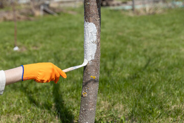 Applying whitewash to a tree in the garden. A gardener paints a tree trunk with a brush. Garden work. Apple tree trunk, protection against pests and diseases, chalk whitewashing.