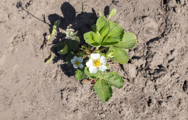 Strawberries in the spring garden. Organic strawberries with green leaves growing in the field. Strawberry bush on the plantation. Top view, flat lay.