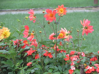 Fototapeta na wymiar Red and yellow dahlia flowers in Garden, Tropical