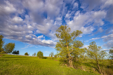 Pasture with green grass against a blue sky. Landscape with a tree against a cloudy sky.