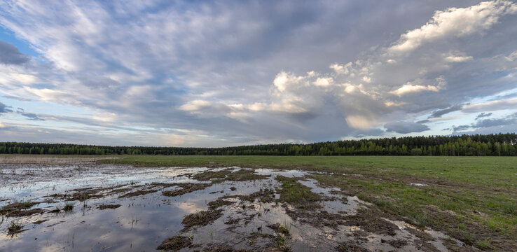 A large puddle in the middle of a plowed field. Swampy field, evening rural landscape. A strip of forest on the horizon. Sunset sky.