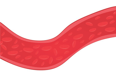 Vascular blood artery. vector illustration
