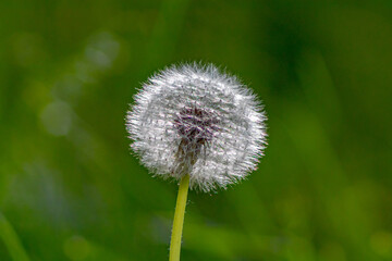 A bright dandelion on a green background . Soft focus