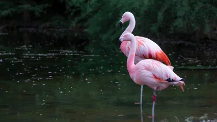 Foto auf Acrylglas Animal background - Two pink flamingos in lake with trees in background © Corri Seizinger