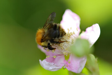 An extreme closeup of a bee during pollination of a flower. This photo has been taken at very close range using a macro lens to capture full detail
