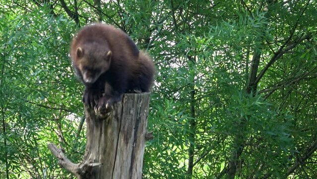 Wolverine (Gulo gulo) on the tree trunk.