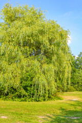 Natural panorama view with pathway green plants trees forest Germany.