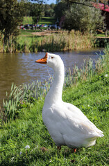 goose on the lake