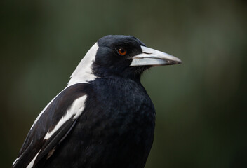Australian magpie
