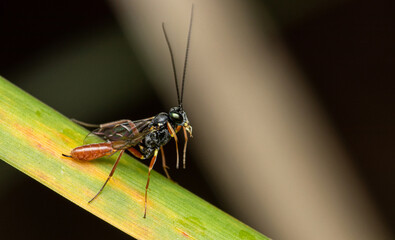 Parasitic wasp