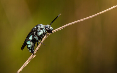 Chequered cuckoo bee