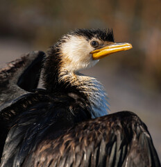 Little pied cormorant