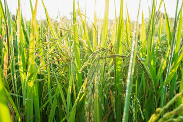 Close up rice plants yield ripening growing waiting for harvest