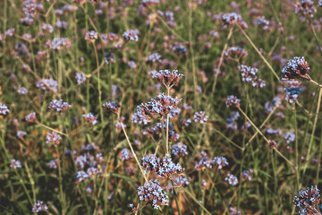 Vintage Verbena Flower Background