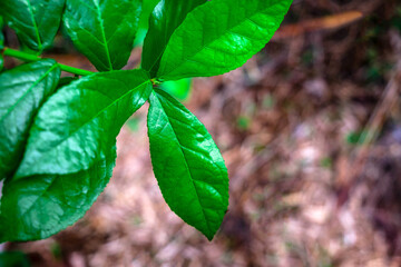.Natural background, green leaves in the rainforest