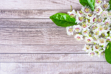 Wood background with flowers