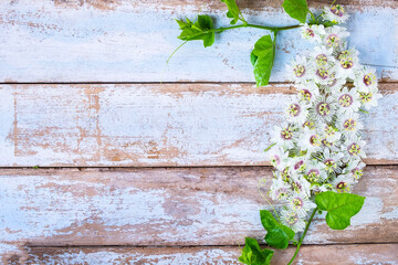 Wood background with flowers