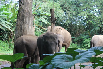 elephants in the zoo