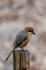 Fototapeta premium モズ