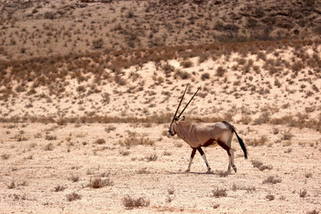 Gemsbok in the Kgalagadi, South Africa